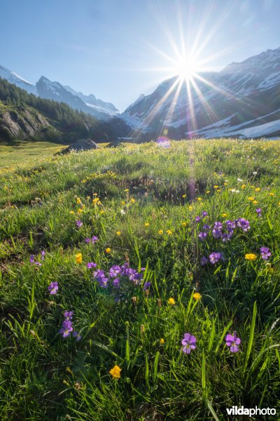 Alpengrasland bij zonsopgang