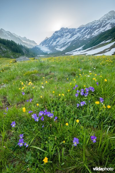 Alpengrasland bij zonsopgang