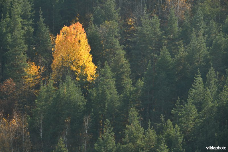 Ratelpopulier in dennenbos