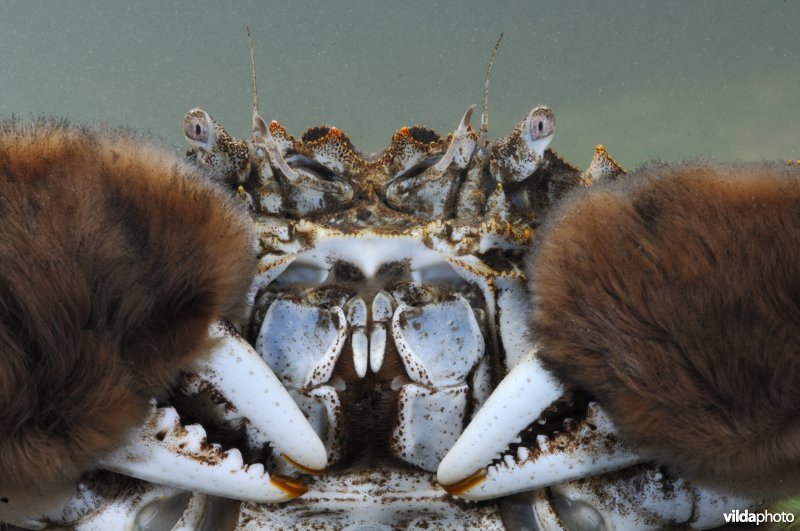 Close-up van een wolhandkrab