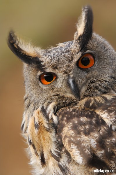 Portret van een Oehoe