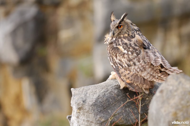 Oehoe in een steengroeve