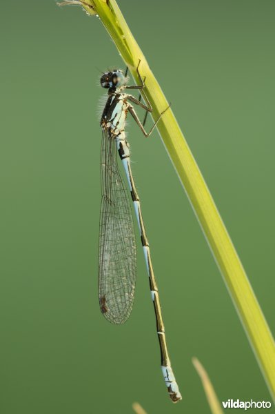 Variabele waterjuffer