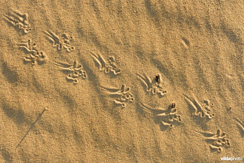 Sporen van Rugstreeppad in het zand