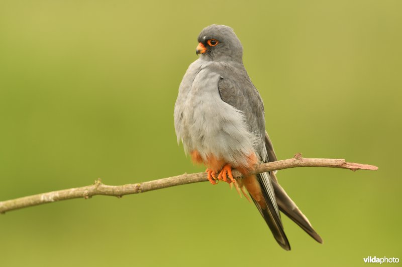 Roodpootvalk