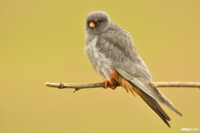 Roodpootvalk