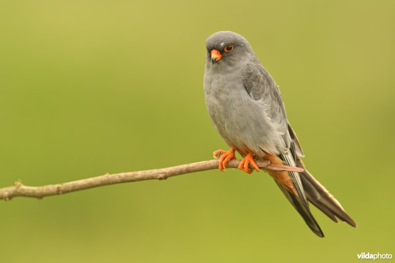 Roodpootvalk