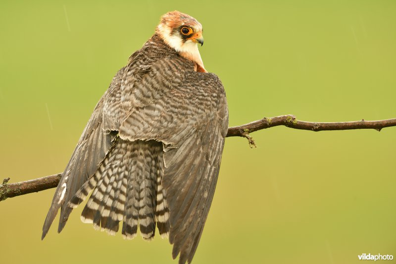Roodpootvalk