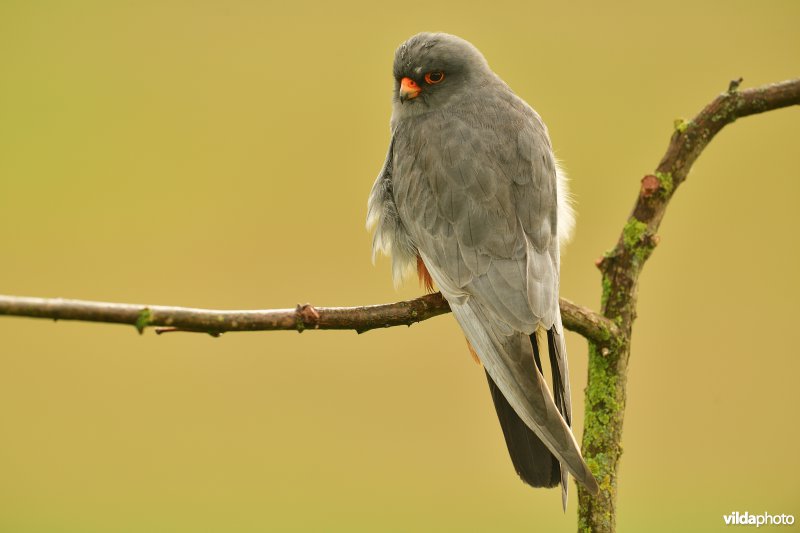 Roodpootvalk