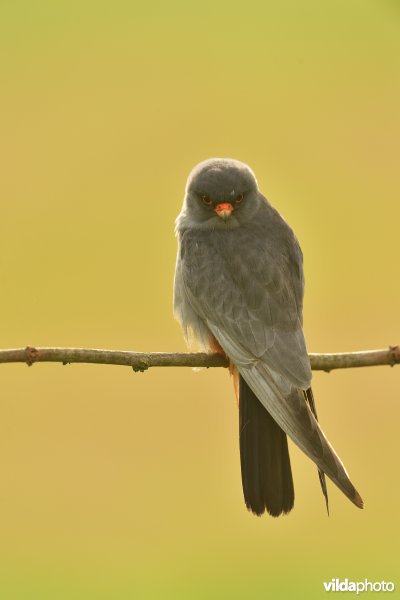 Roodpootvalk