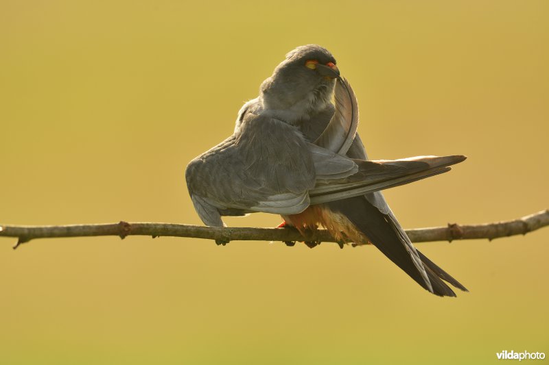 Roodpootvalk