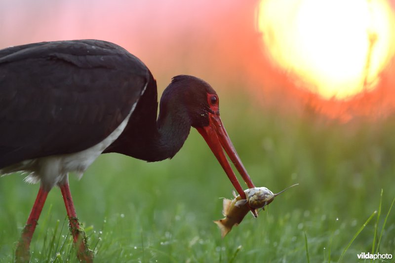 Zwarte ooievaar met meerval