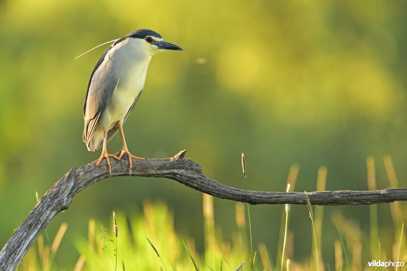 Kwak