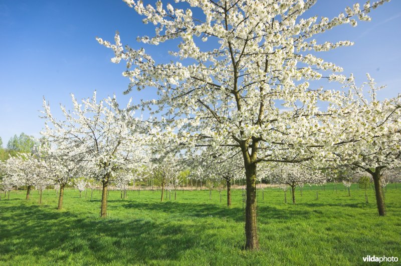 Bloeiende hoogstamboomgaard