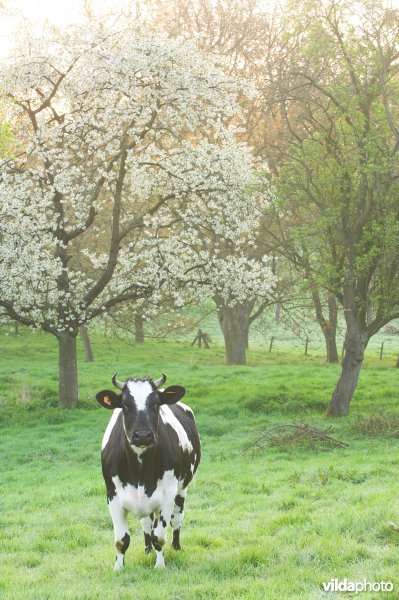 Koe in bloeiende boomgaard