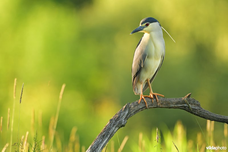 Kwak