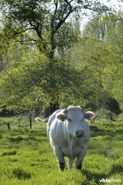 Koe in Vrijhernse boomgaard