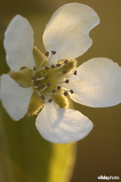 Perenbloesem