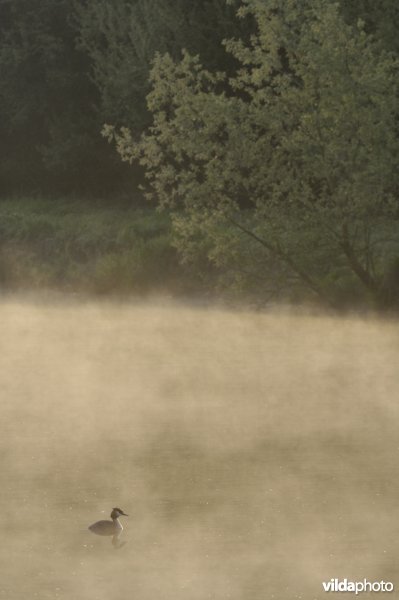 Fuut op het Schulensmeer