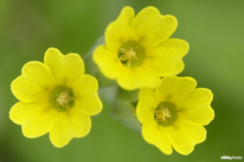 Bloemetjes van slanke sleutelbloem