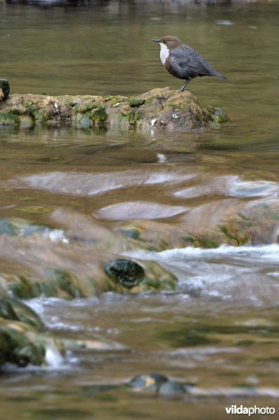 Waterspreeuw