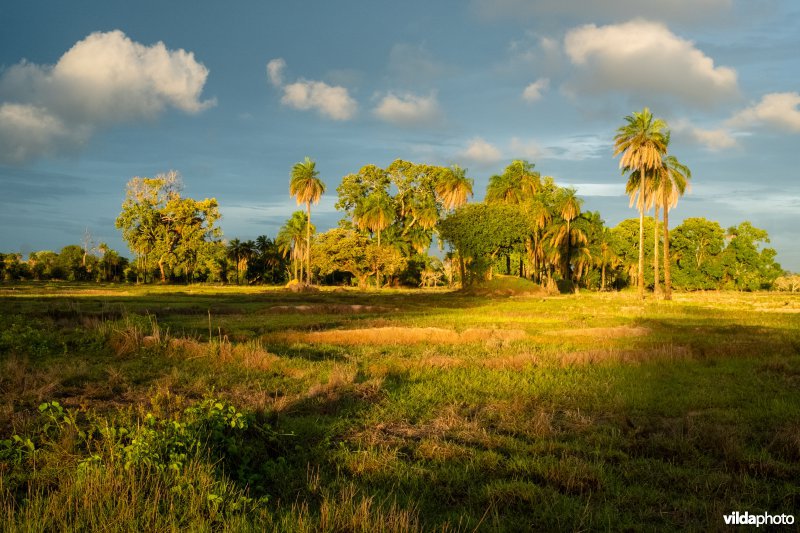 Rijstvelden en zuilenbos, Casamance, Senegal