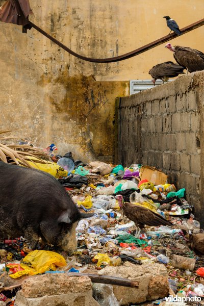 Varken, kapgieren en kraaien op een vuilstort, Senegal