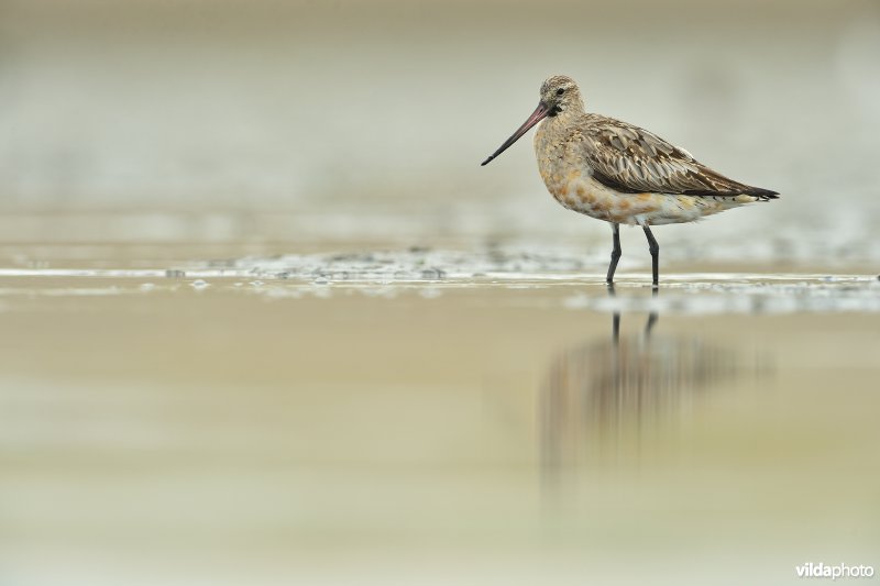 Rosse grutto op het wad