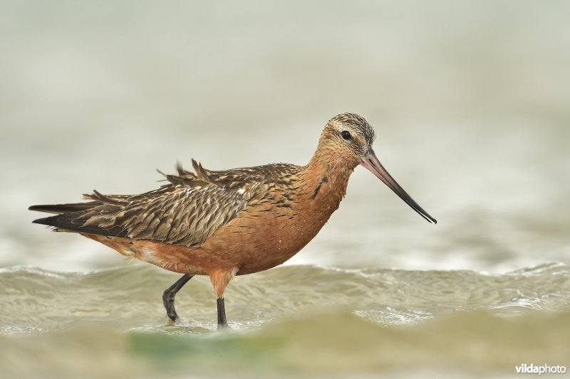 Rosse grutto op het wad