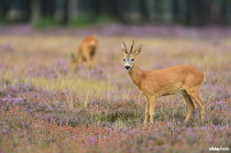 Reebok in de heide