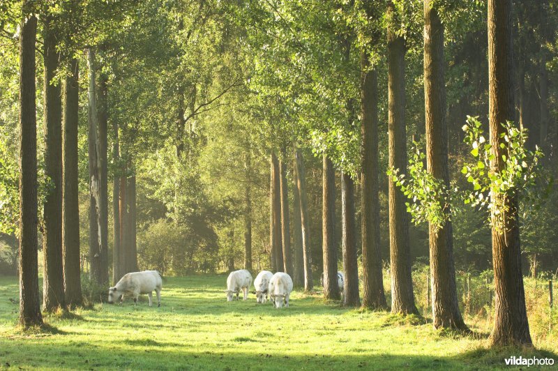 Natuurreservaat De Kevie