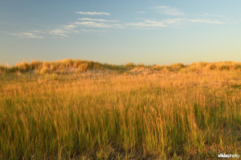Natuurreservaat De Baai van Heist 
