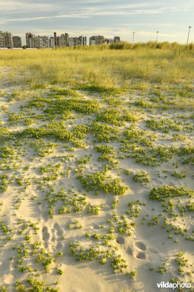 Natuurreservaat De Baai van Heist 