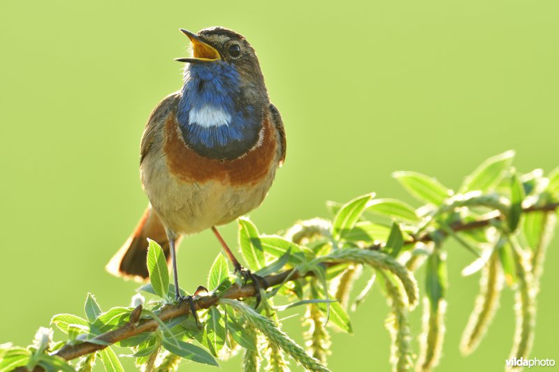 Blauwborst