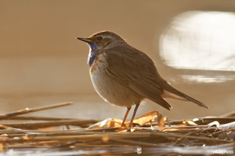 Blauwborst