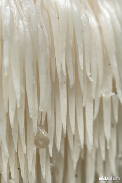 Detail van pruikzwam