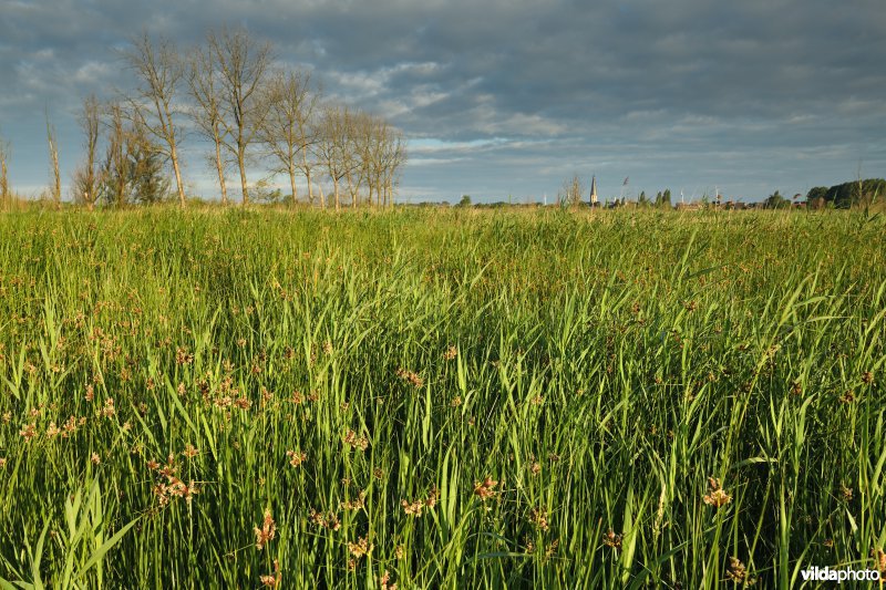 Zeebies in de Kruibeekse polder