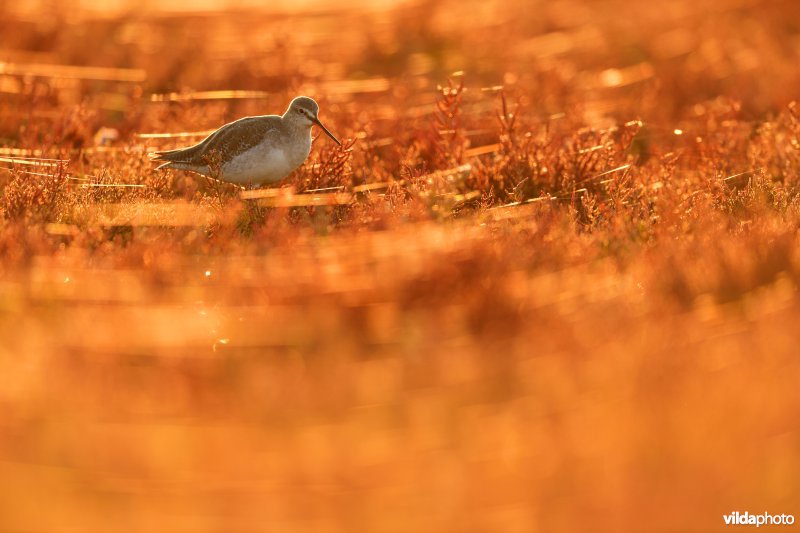 Zwarte ruiter tussen herfstige Zeekraal
