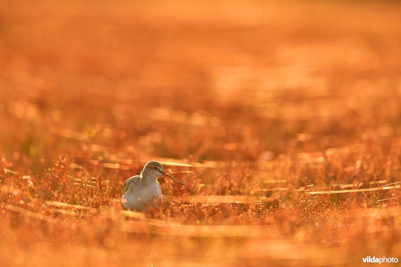 Zwarte ruiter tussen herfstige Zeekraal