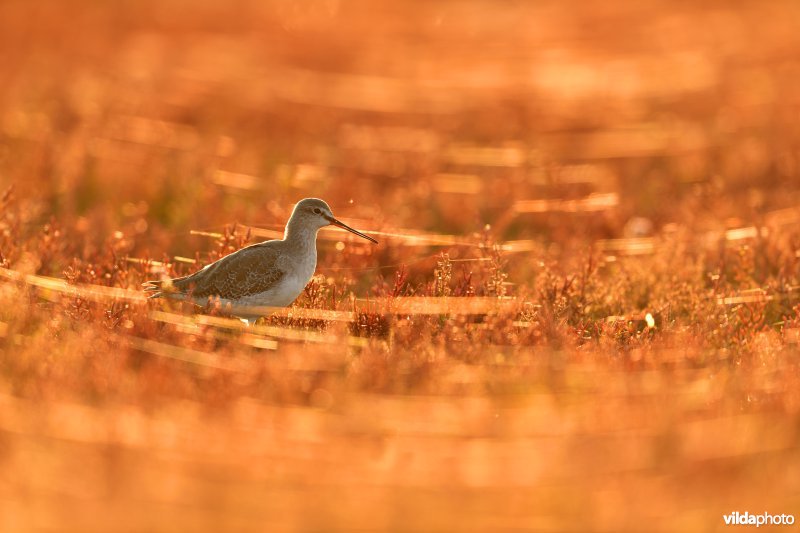Zwarte ruiter tussen herfstige Zeekraal