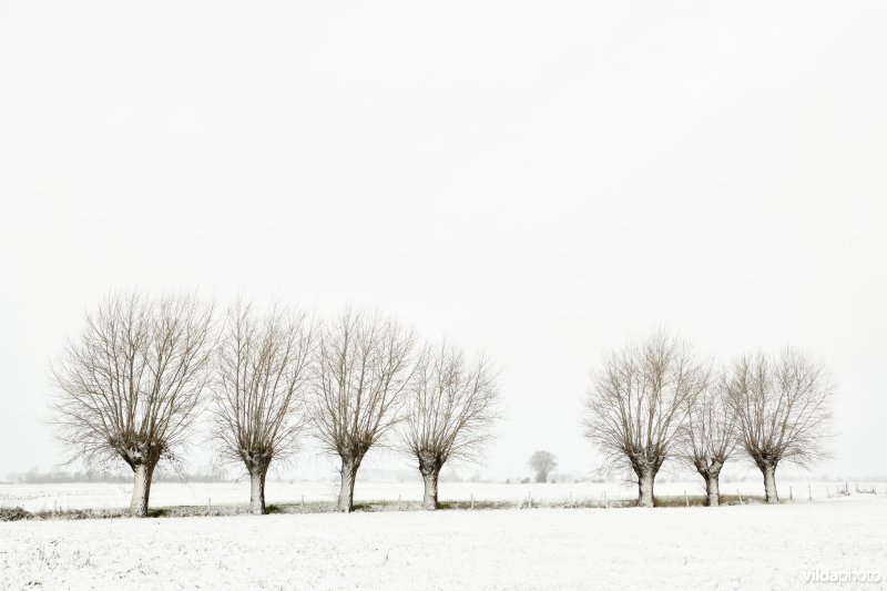 Knotwilgenrij in de sneeuw