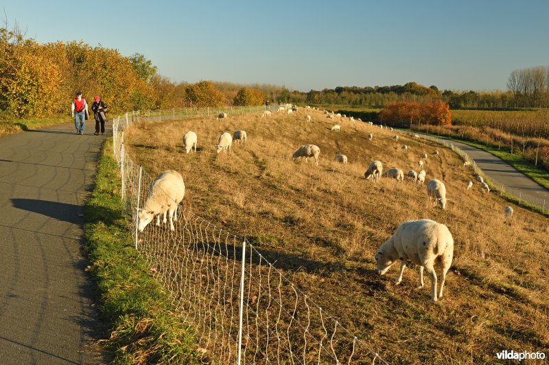 Groot Schoor in Hingene