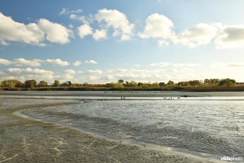 Bres in de Wijmeers