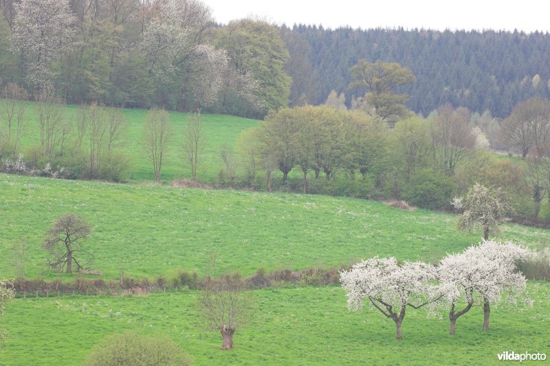 Bosreservaat Veursbos in de Voeren