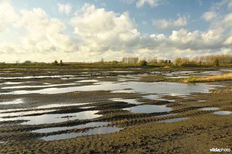 Groot Schoor in Kastel