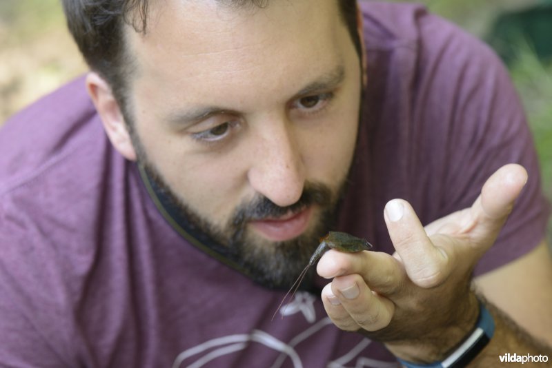 Kopschildkreeftje en onderzoeker