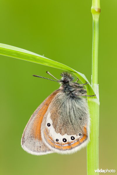 Alpenhooibeestje