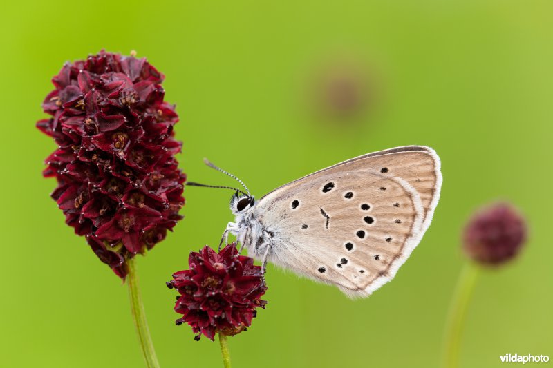 Pimpernelblauwtje