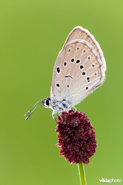 Pimpernelblauwtje