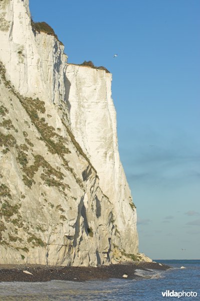 White cliffs van Dover
